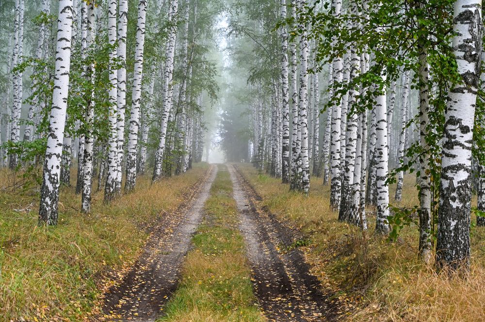 Туманное утро