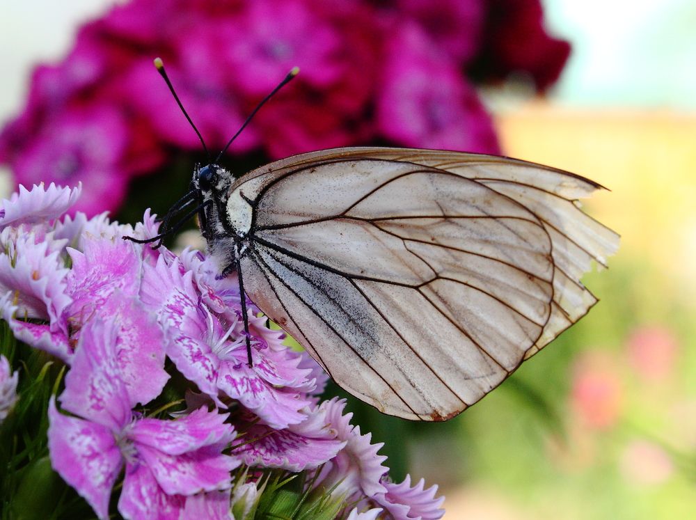 Photograph by Дмитрий Кузнецов