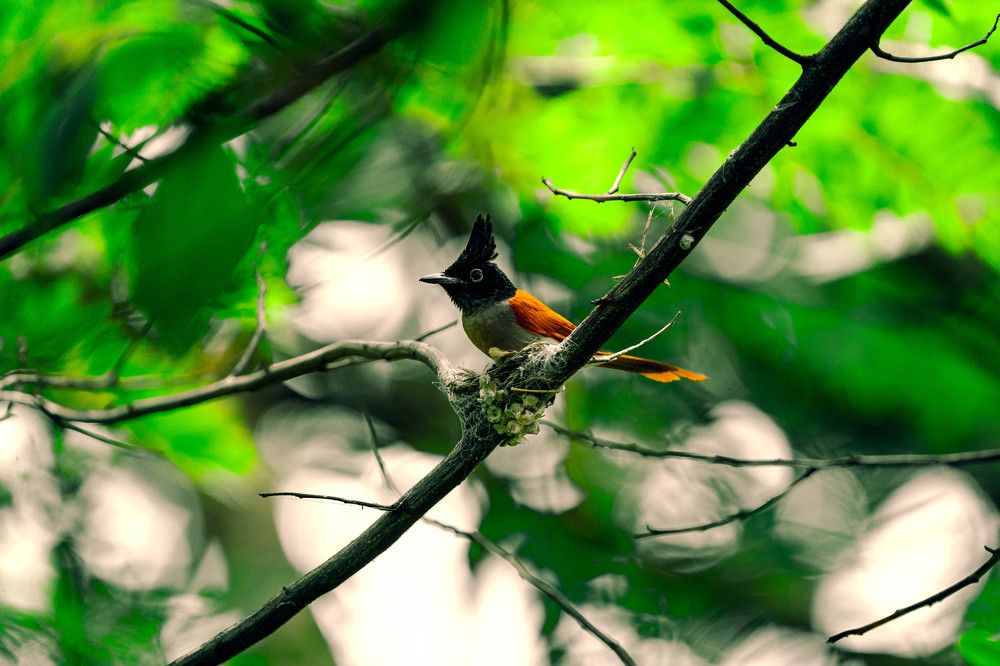 Фотография автора Arpit Dhore