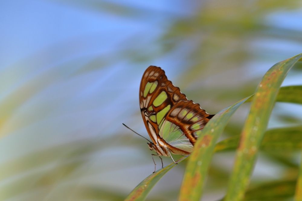 Butterfly II