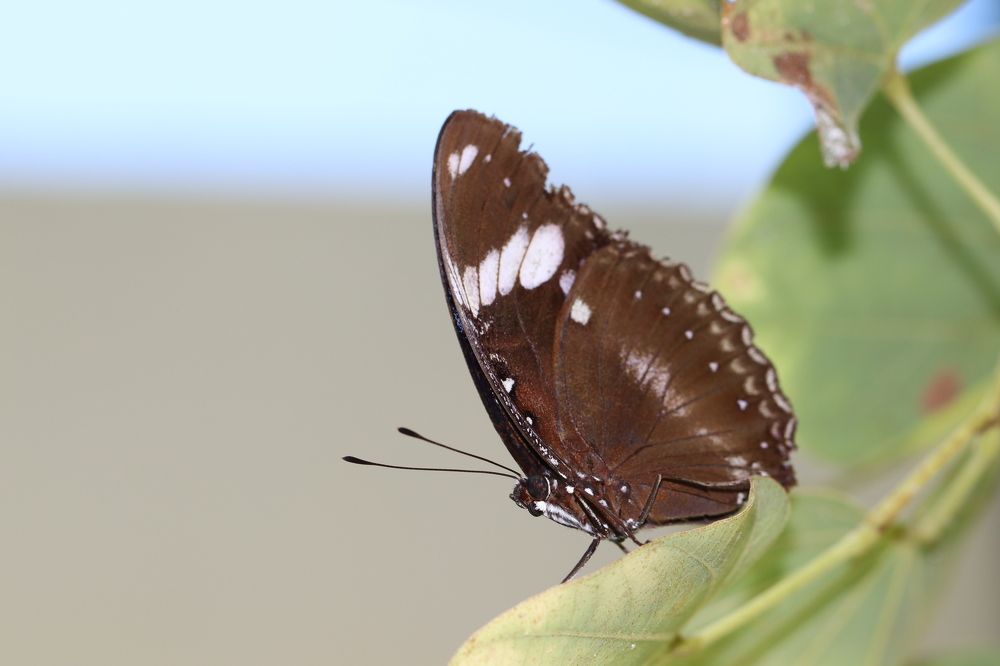 Brown butterfly