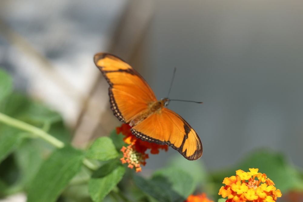 Orange butterfly