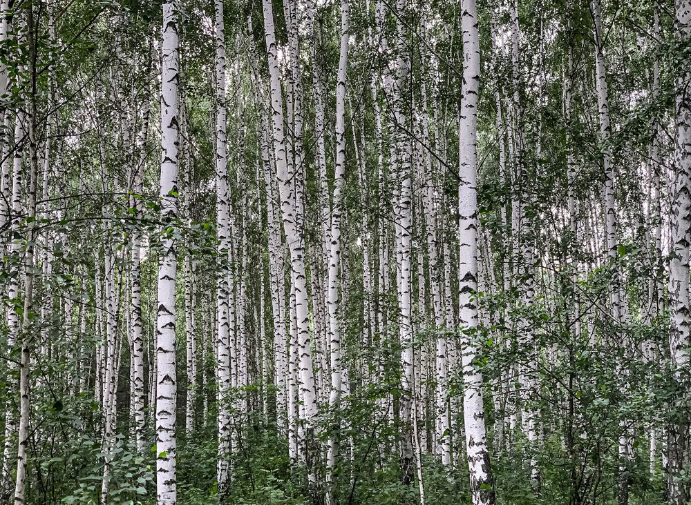 Photograph by Дмитрий Скрыльников