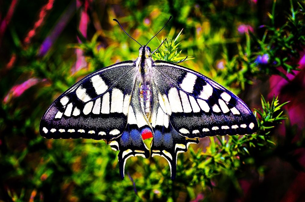 Zebra - Iphiclides feisthamelii