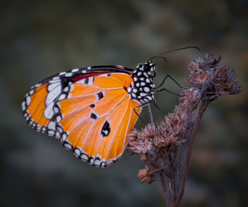 Photograph by Baishakh Adhikary