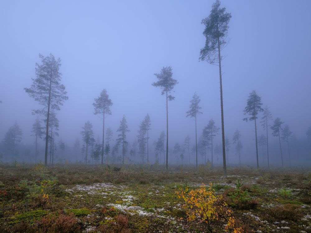 Photograph by Бабурин Олег