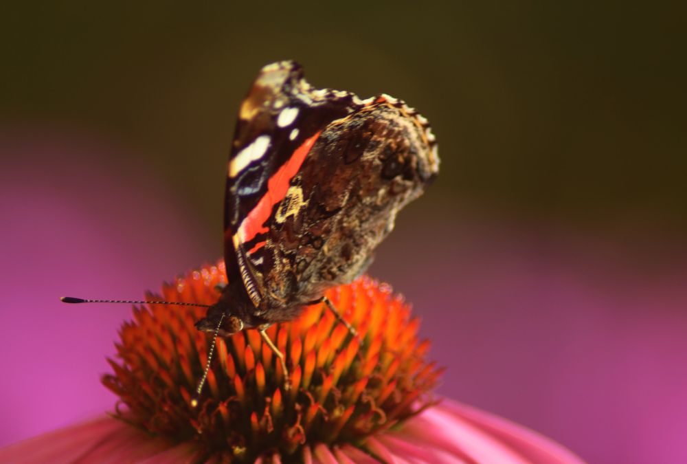 Photograph by Сергей Бабанов