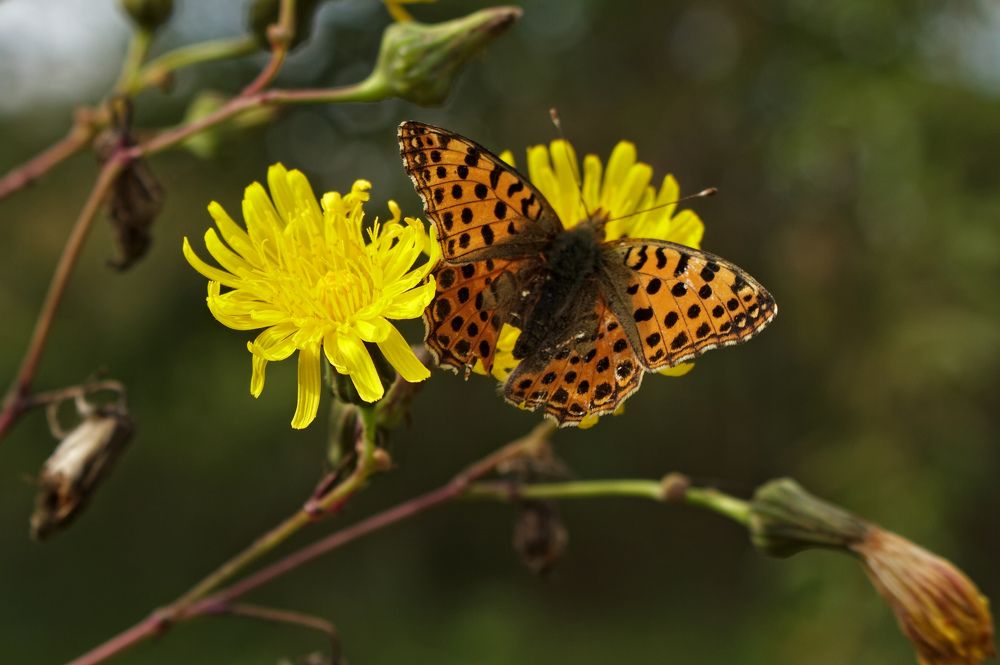 Photograph by Евгений Козлов