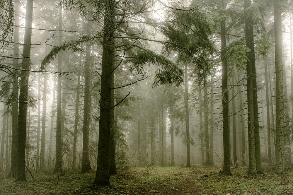 Bulgaria. Borovets forest