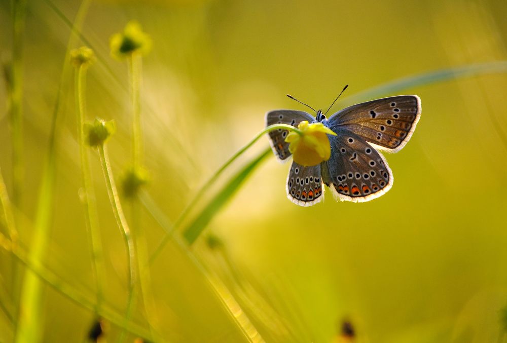 Photograph by Григорий Пиль