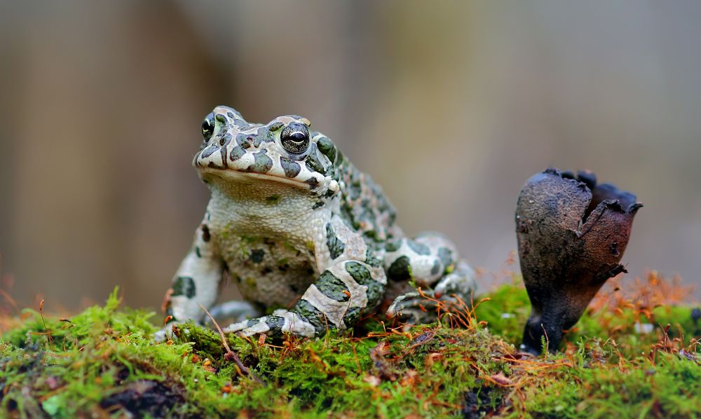 Photograph by Галина Горькавая