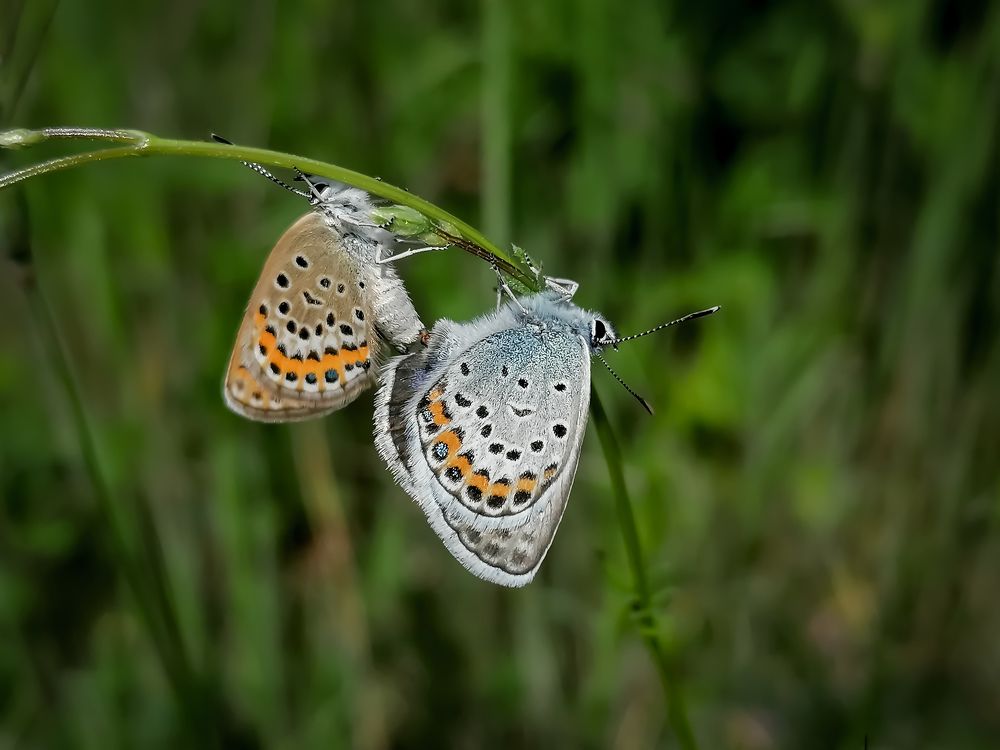 Photograph by Христо Колев
