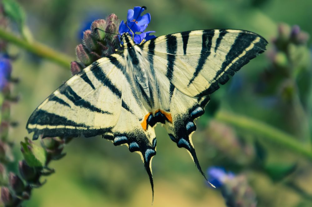 Photograph by Христо Колев