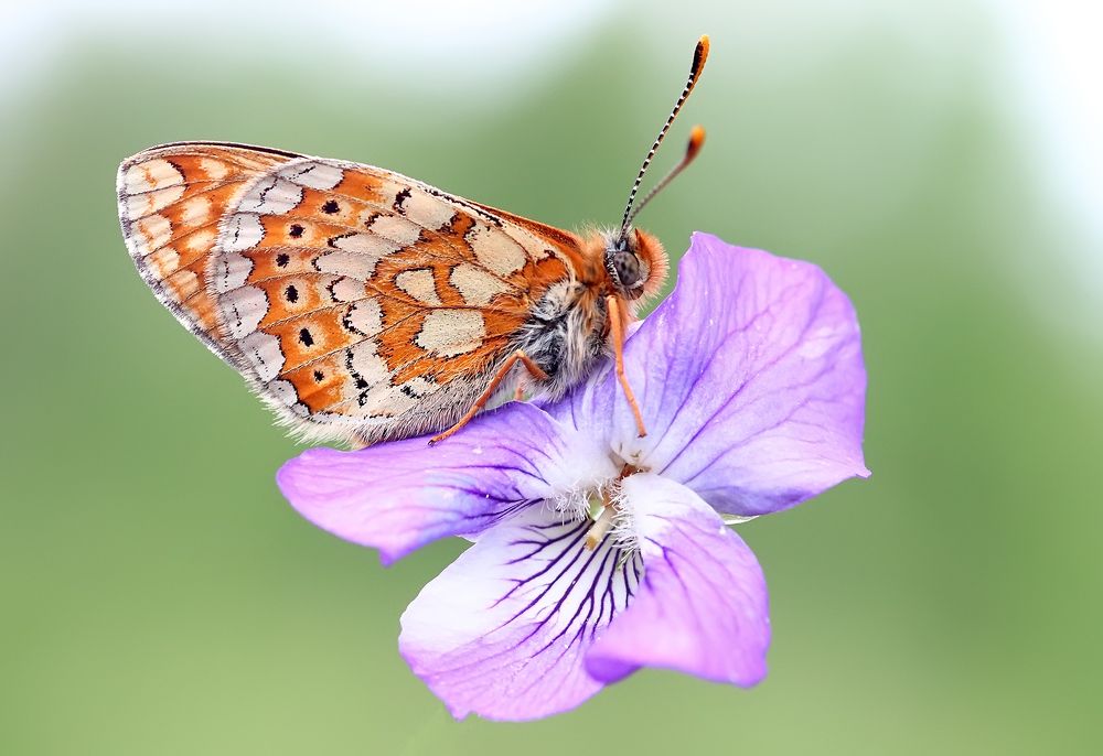 Фотография автора Галина Горькавая
