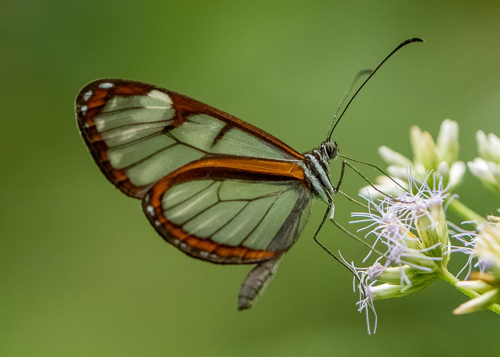 Photograph by Diego Valbuena