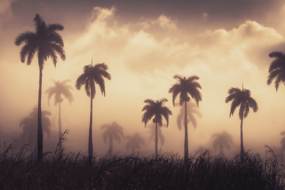Palmas en la Niebla