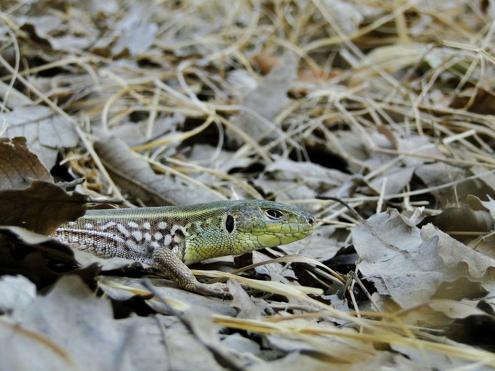 Photograph by Khosro Sayadi