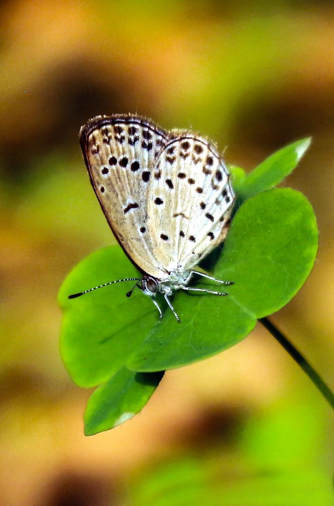 Photograph by Shaikh Hasan