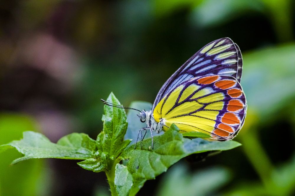 Photograph by Shaikh Hasan