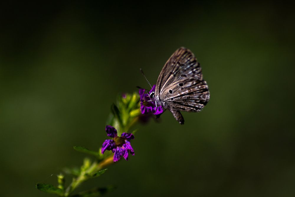 Photograph by Shaikh Hasan