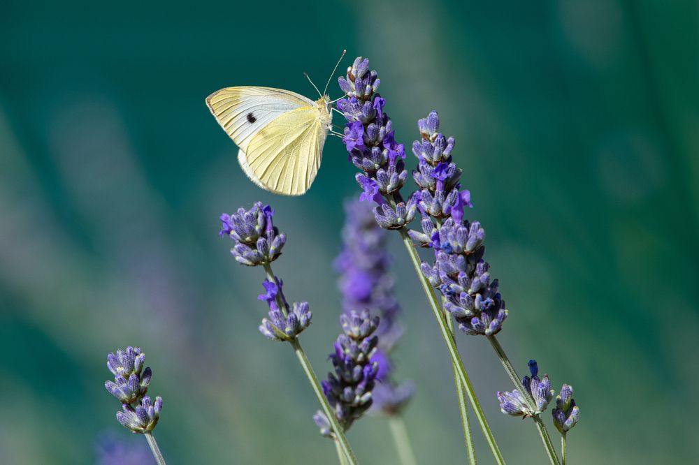Photograph by Francisco José López Fernández