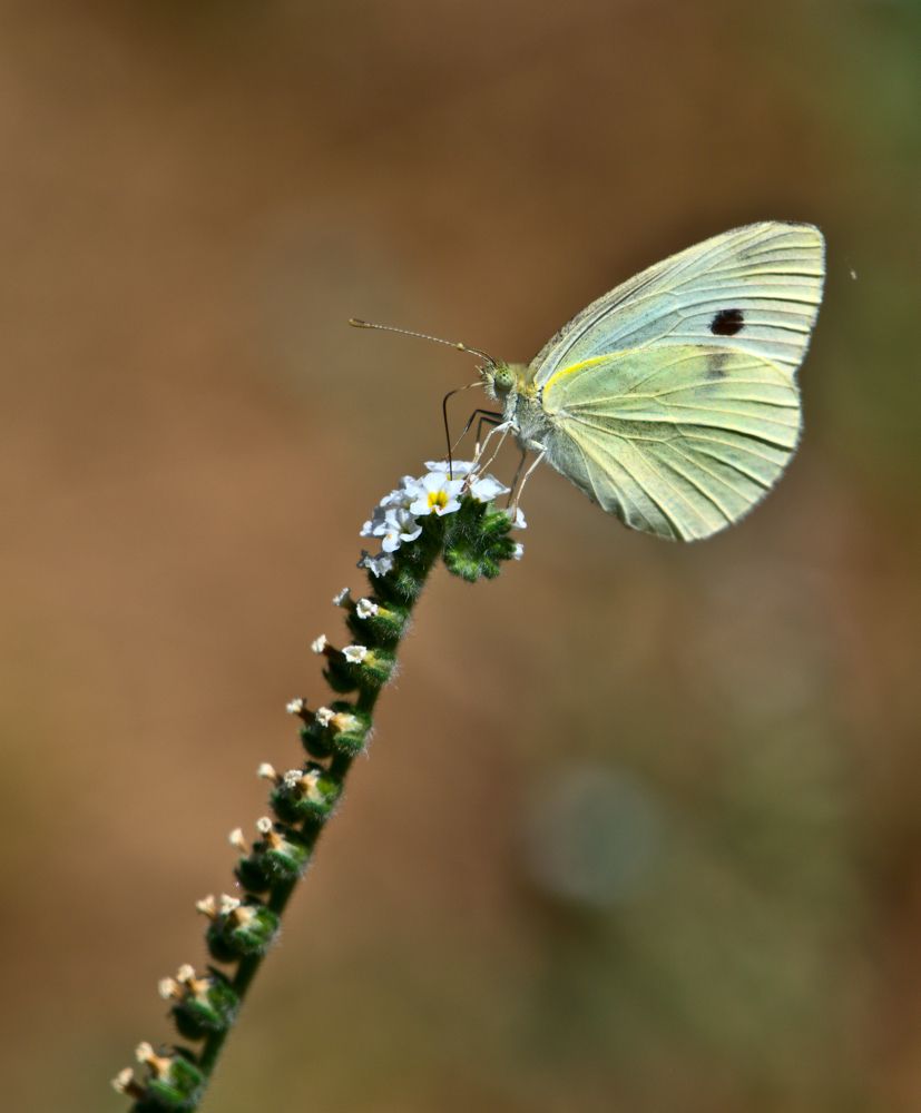 Photograph by Francisco José López Fernández