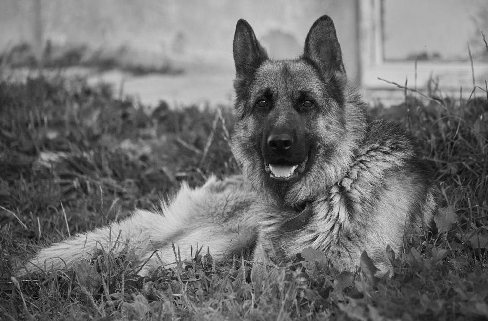 Фотография автора Андрей Челомов