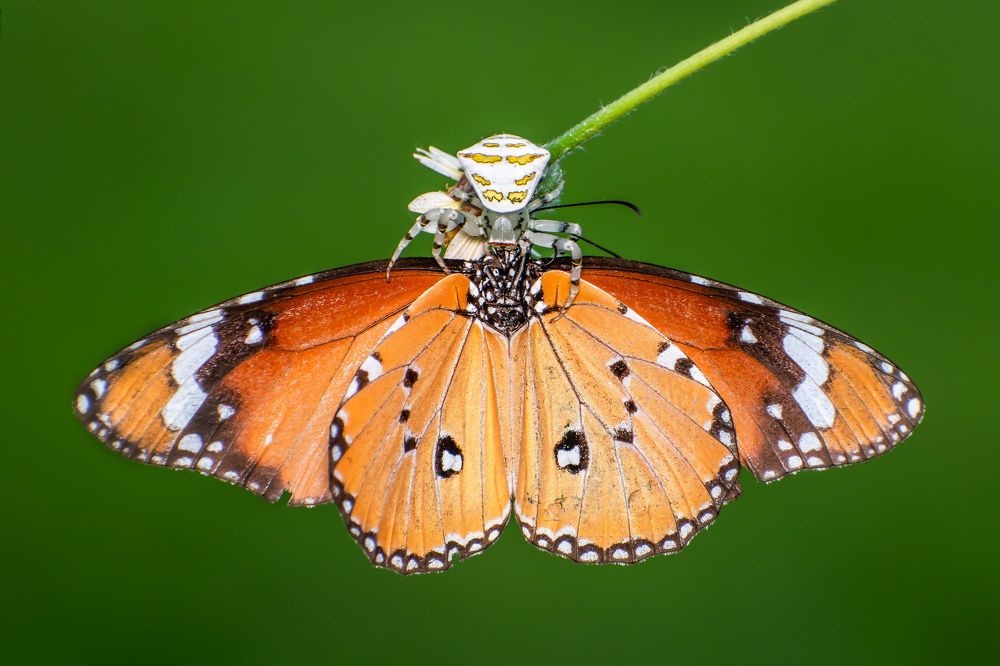 Photograph by Protik Chowdhury