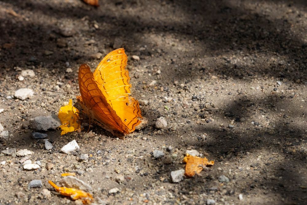 Photograph by ИРЕНА Цурпал