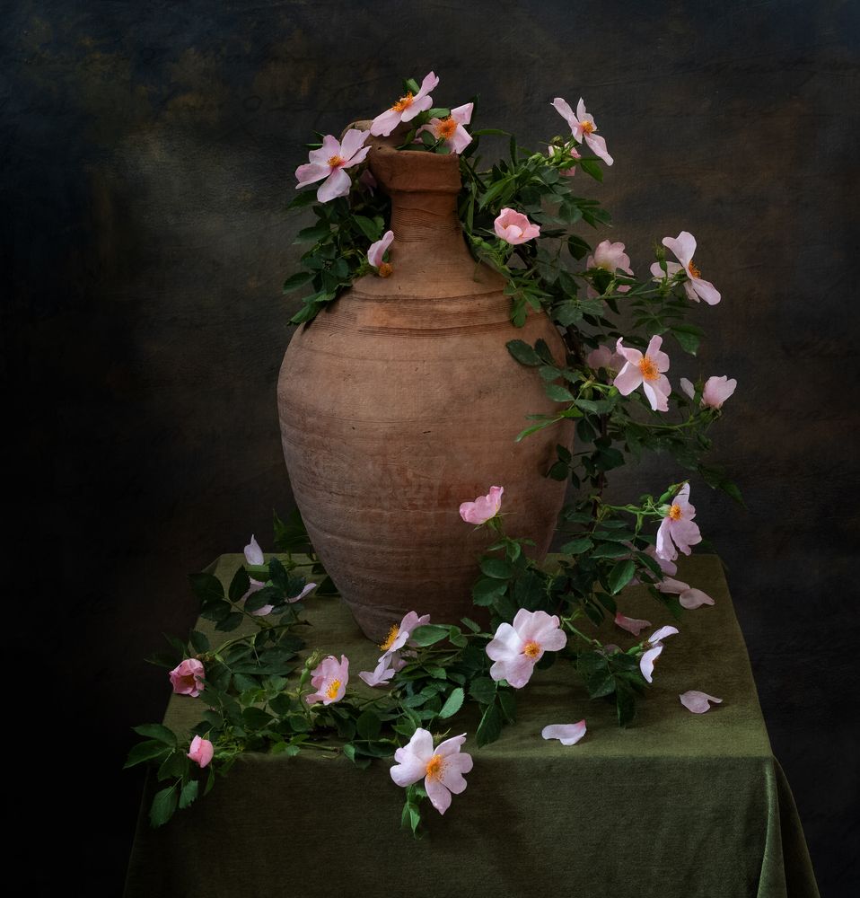 Ветка шиповника