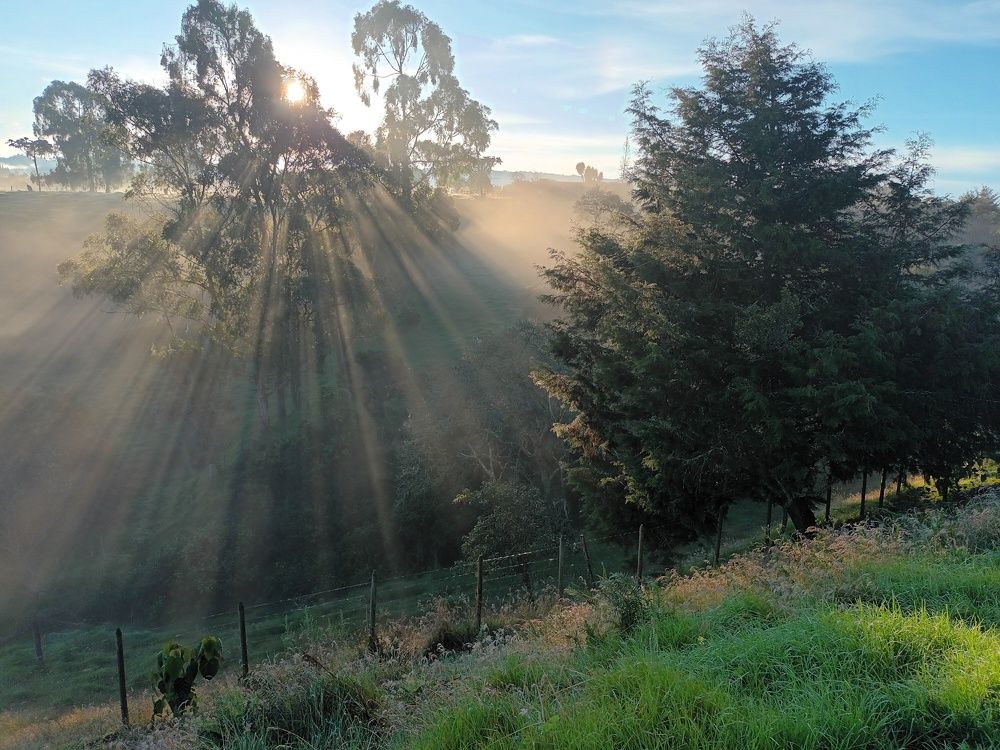 Arbol de luz