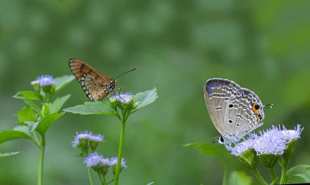 Фотография автора NeCoTi ChonTin