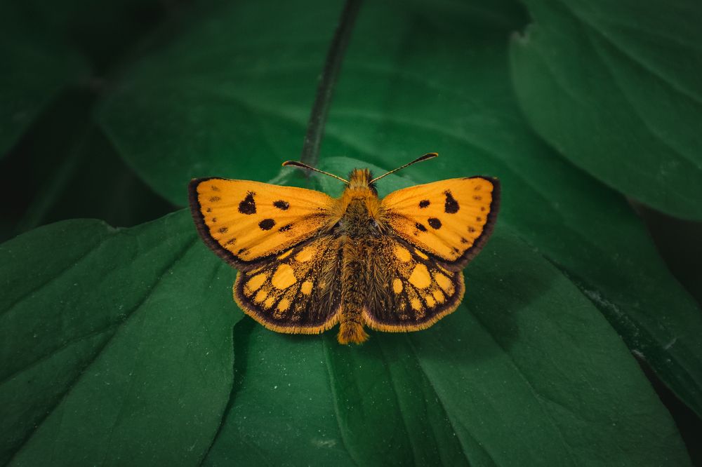 Photograph by Сергей Егоров