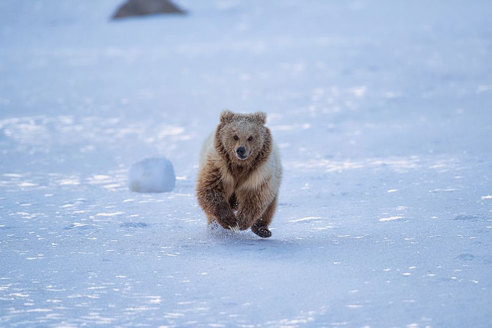 Фотография автора Sudipta Chakraborty