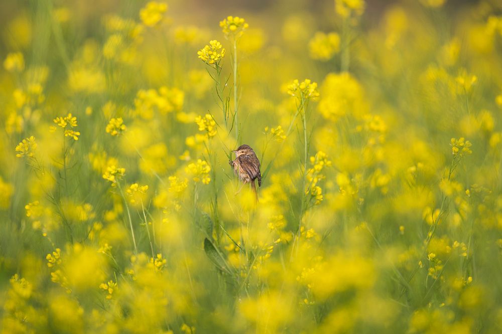 Фотография автора Sudipta Chakraborty