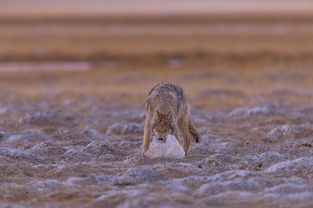 Фотография автора Sudipta Chakraborty