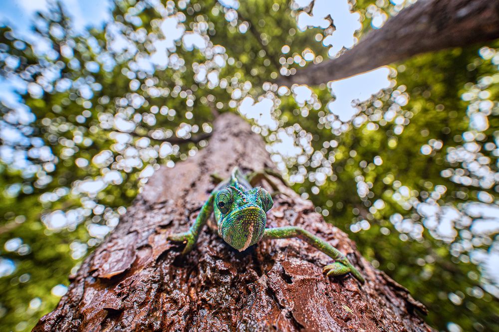 Фотография автора Sudipta Chakraborty