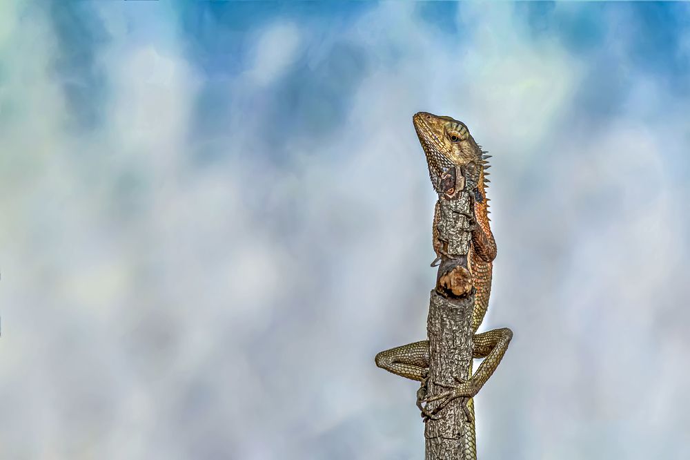 Фотография автора NeCoTi ChonTin