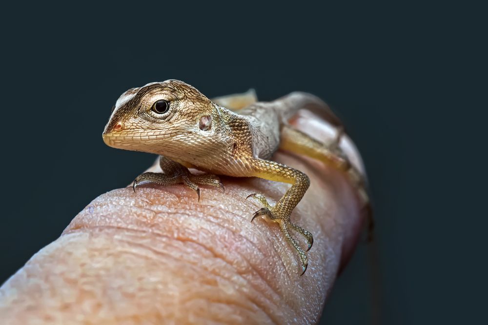 Фотография автора NeCoTi ChonTin