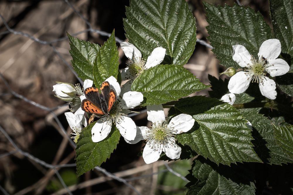 Photograph by Rolandas Valančauskas