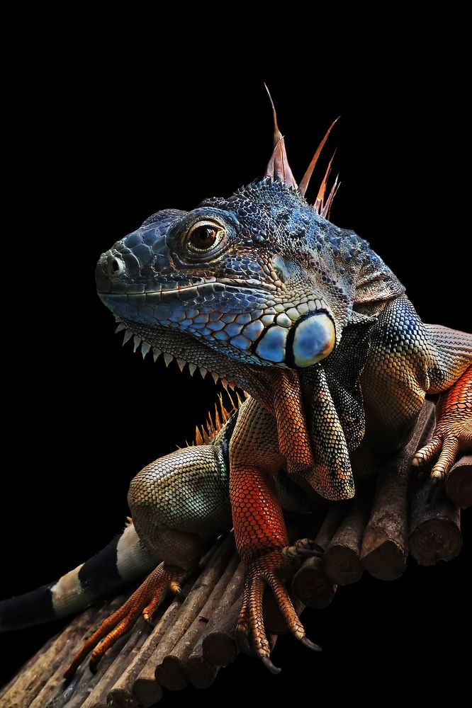 Photograph by NeCoTi ChonTin