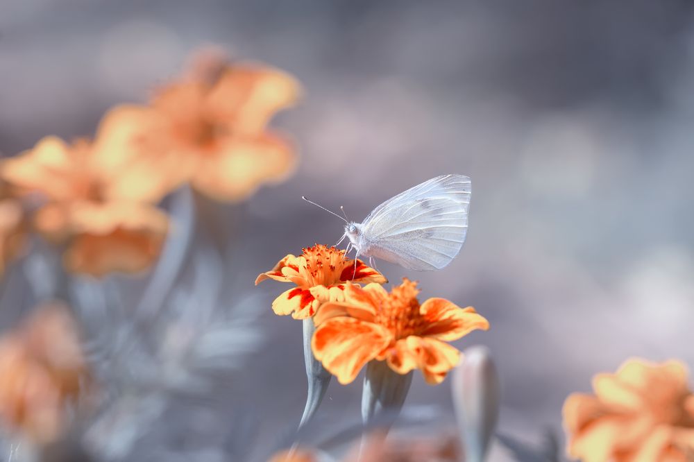 Photograph by Selma Kotancı