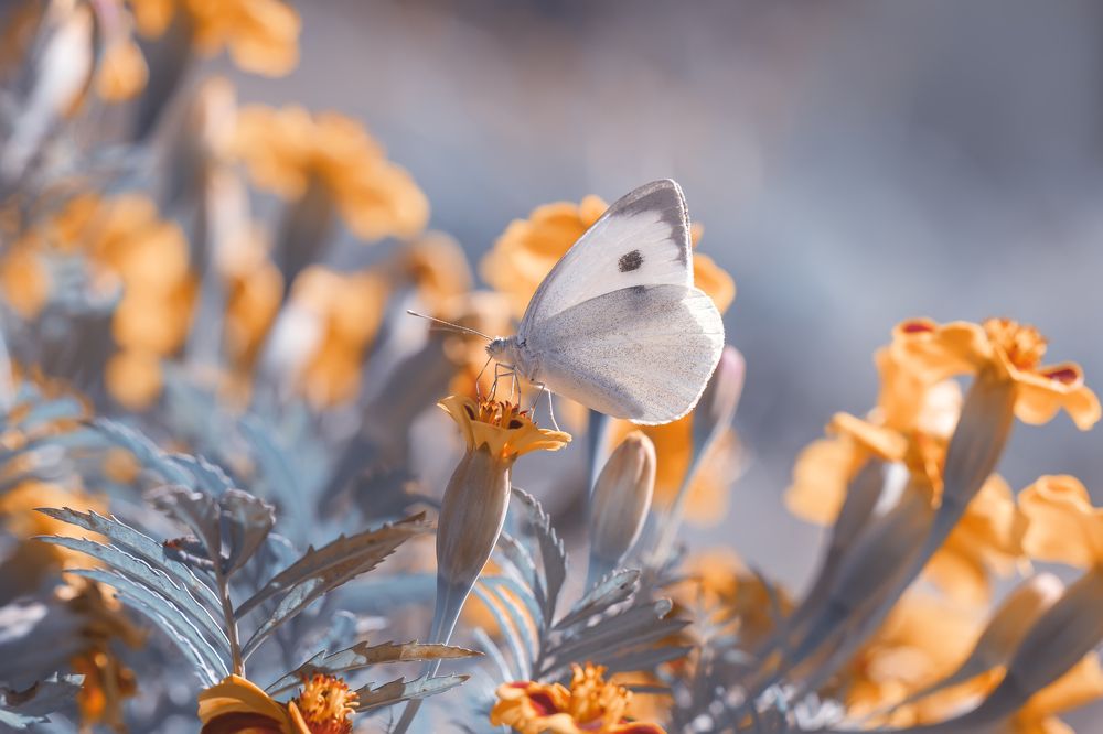 Photograph by Selma Kotancı