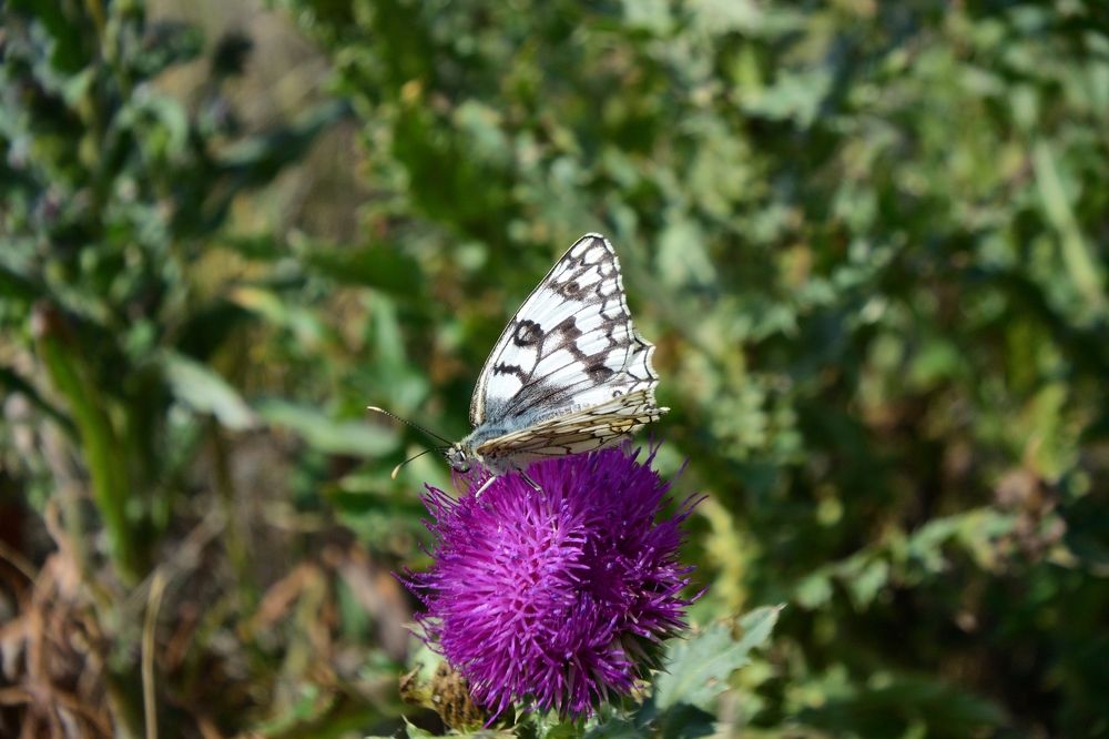 Пестроглазка русская