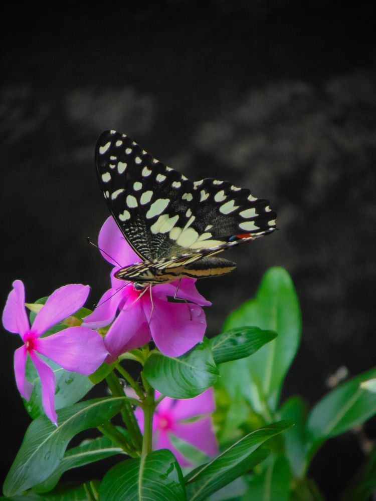 Photograph by Kaustav Ghosh