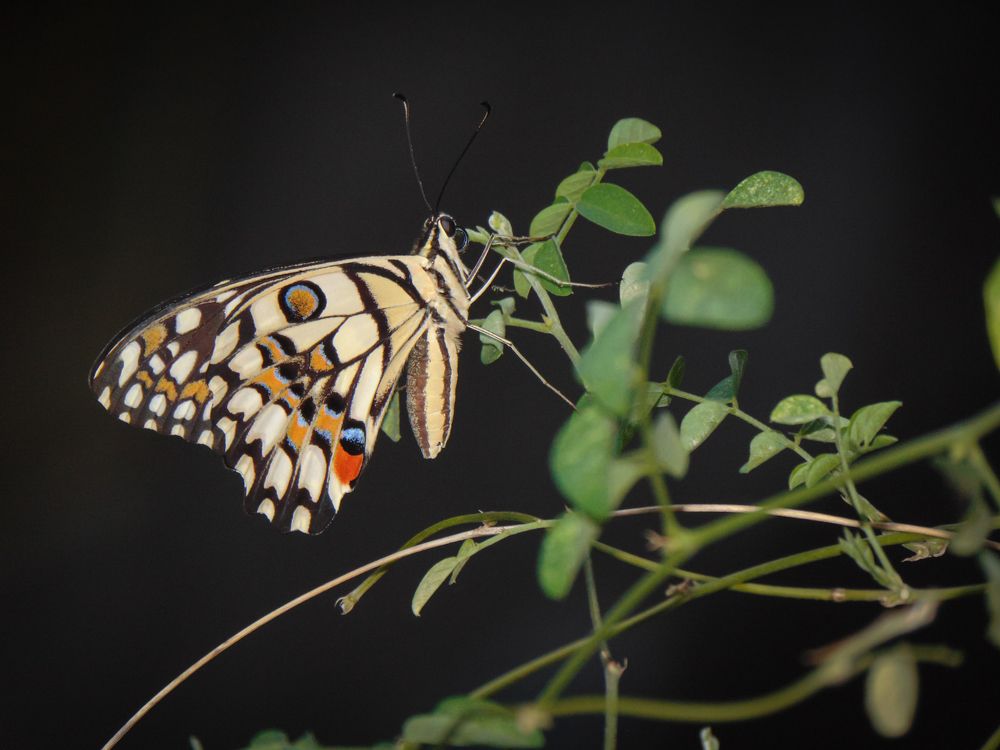 Photograph by Kaustav Ghosh