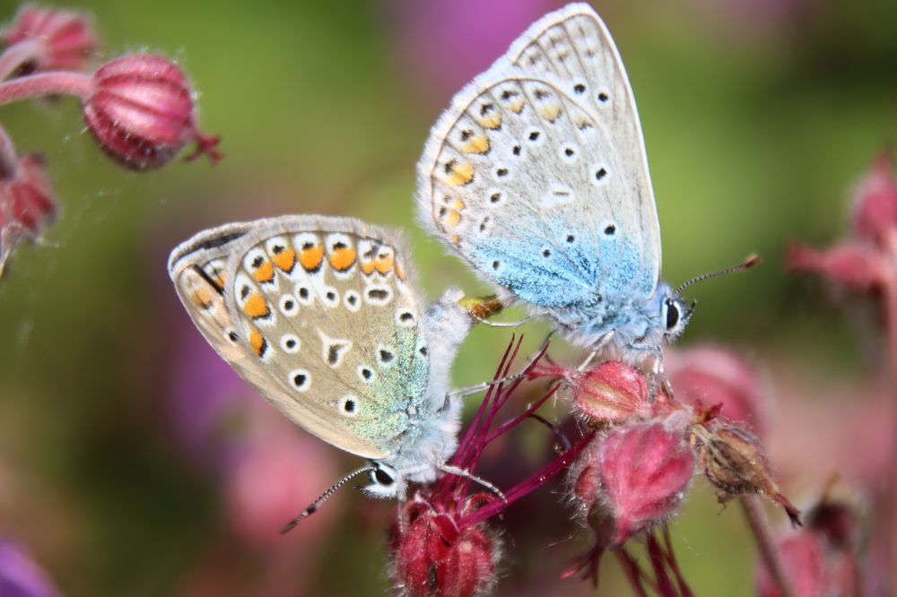 Фотография автора Safet Hasanoski