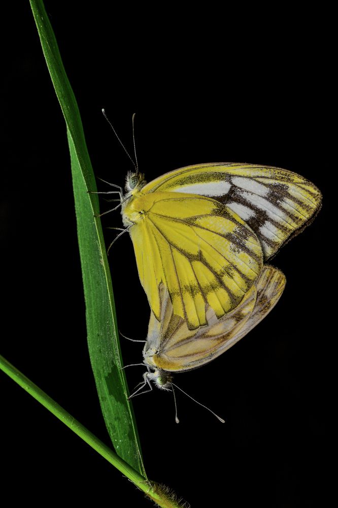 Photograph by ARUNAVA DEY