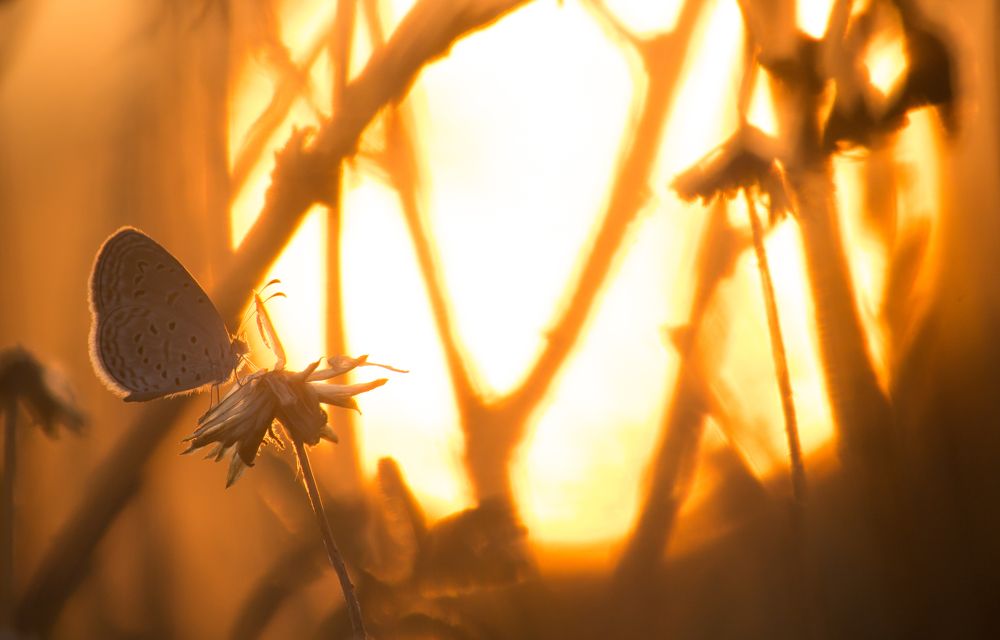 Photograph by Harish Raghavan