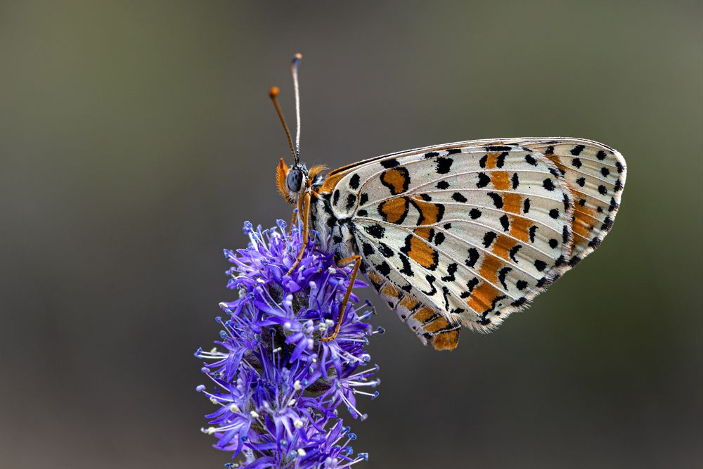 Photograph by Bahir DIBEKOGLU